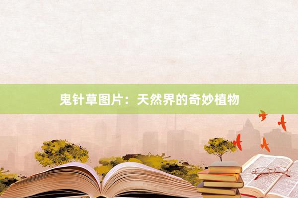 鬼针草图片：天然界的奇妙植物